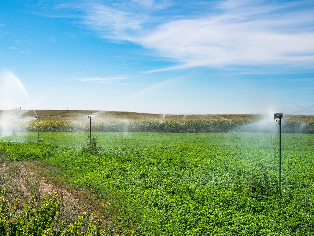 Tips to choose perfect Irrigation System for your Garden