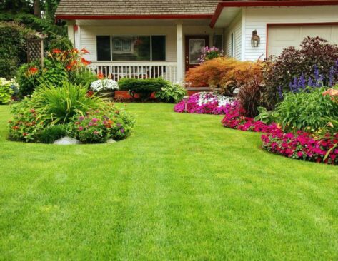 Tips to maintain your lawn in UAE